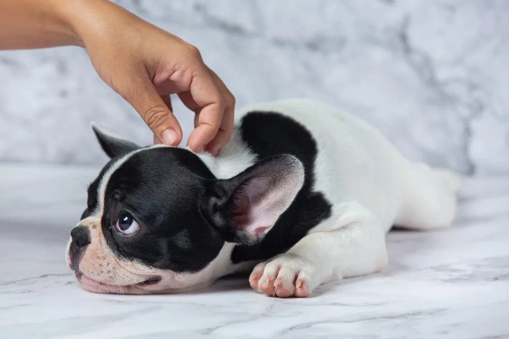 Itchy Skin in Dogs