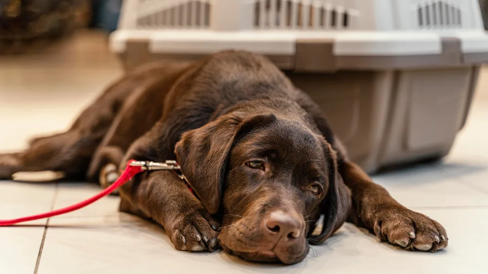What to feed a dog with a sensitive stomach