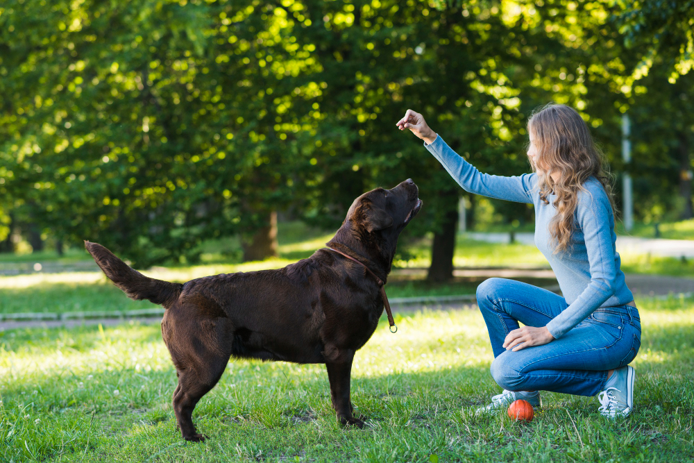 Canine Joint Supplements