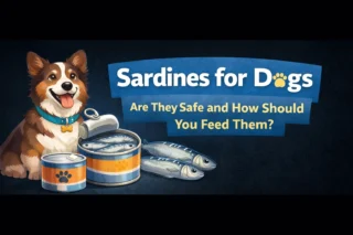 Sardines for Dogs: Are They Safe and How Should You Feed Them?
